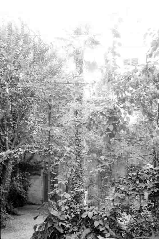 El jardí dels cinc arbres de la residència d'estiu de Salvador Espriu